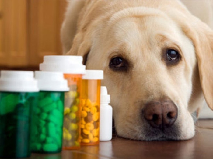 Понос у собаки что дать из лекарств, лечение в домашних условиях