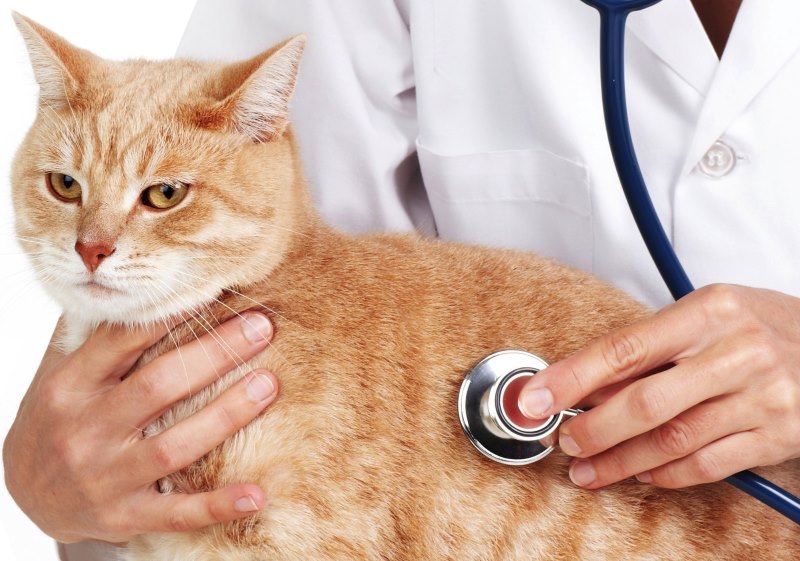 Антисекс-препараты вместо кастрации: капли, уколы и таблетки от гуляния для котов и кошек