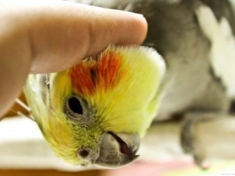 Можно ли быстро обучить попугая разговаривать