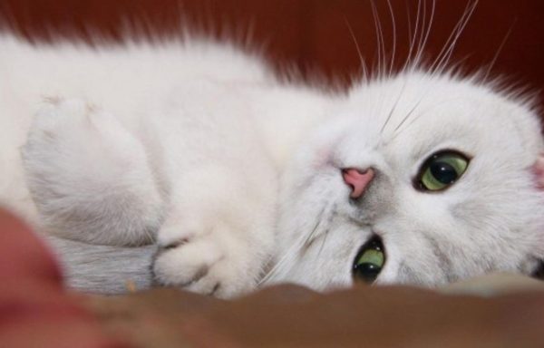 Изъявление любви или способ расслабиться: почему кошки мурчат?