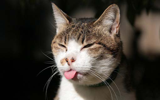 Чем опасен токсоплазмоз у кошек для животных и людей