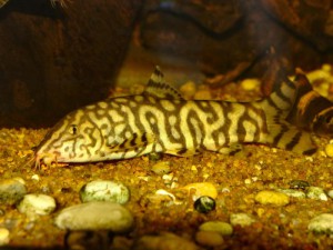 Боция мраморная или лохаката: фото, описание, содержание в аквариуме