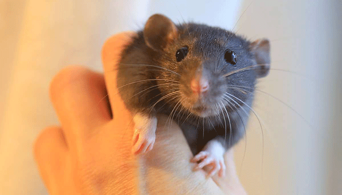 Сколько лет живут крысы