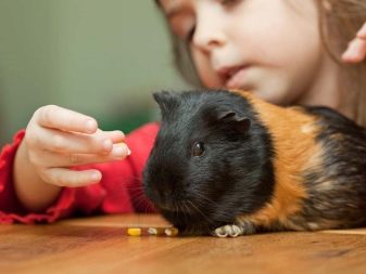 Как ухаживать за домашними животными: советы ребёнку