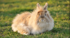 Продолжительность жизни декоративных кроликов