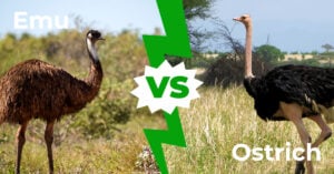 Emu vs. Страус: 9 побочных эффектов между множеством гигантских птиц