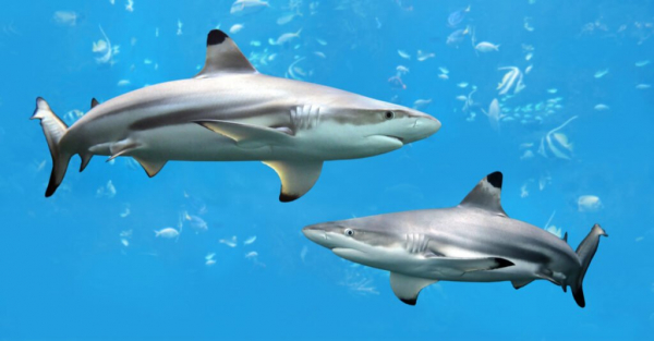 Самые агрессивные акулы - черноперые акулы
