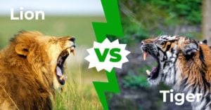 Львы против тигров – 5 объявляют отличий (и кто Победил бы в бою!)