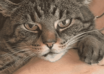 Основные сведения о британской короткошерстной кошке с фото