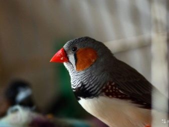 Интересные факты про австралийских птиц амадинов: виды, оперение, среда обитания