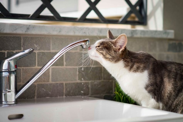 Кошка много пьет воды
