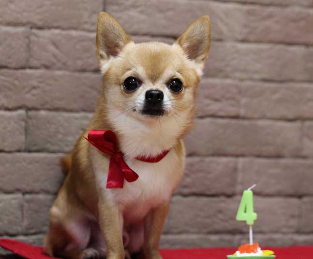 7 самых маленьких собак в мире