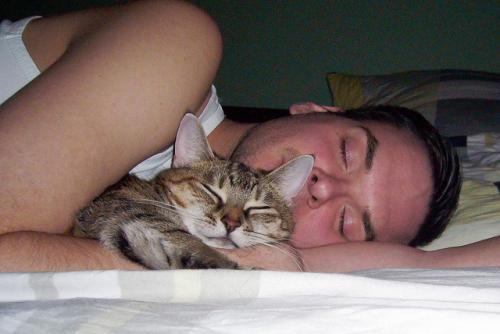 Почему кошка много спит: нормы сна у взрослых и маленьких животных