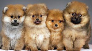 Маленькие породы собак: названия и фото (каталог)