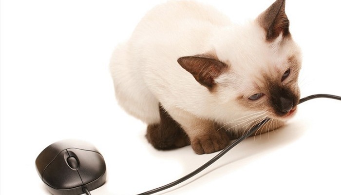 Кот грызет провода: что делать и как отучить