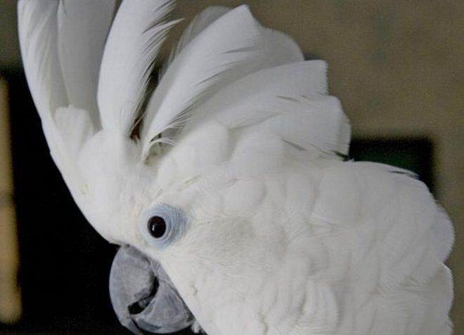 Известные виды попугая какаду