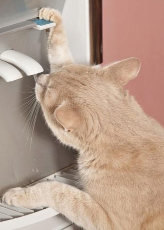 Странное поведение вашей кошки: как расшифровать