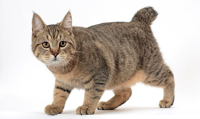 Шестипалый кот хемингуэя