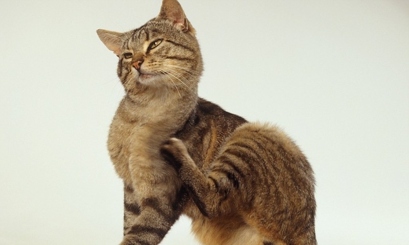 Глисты у кошек (гельминтозы)