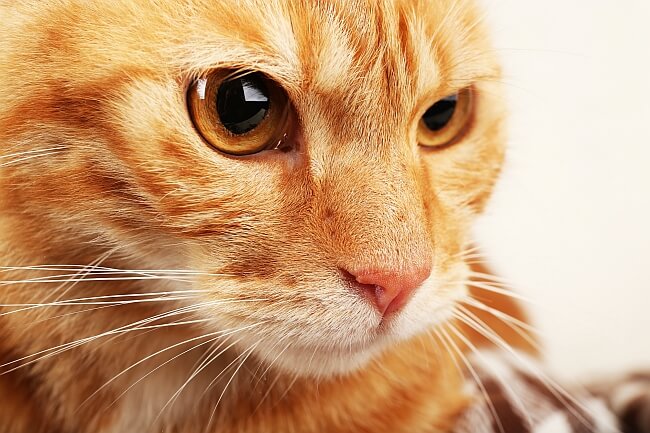 Зачем кошке усы и почему их нельзя стричь?