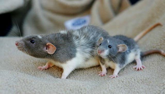 Дрессировка крыс: советы новичкам