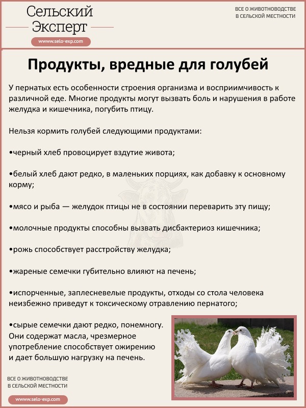 Бакинские голуби бойной породы