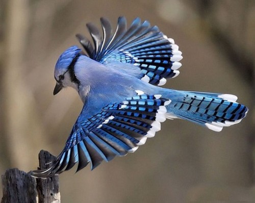 Птица с длинным клювом: необыкновенные птицы