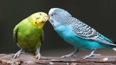 Может ли волнистый попугайчику жить один или ему нужна пара