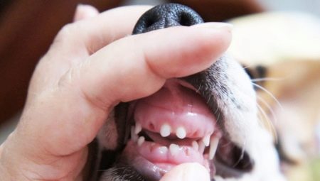 Когда у собак меняются зубы на постоянные