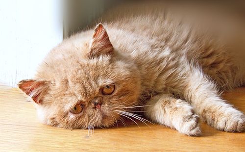 Как лечить мочекаменную болезнь у котов