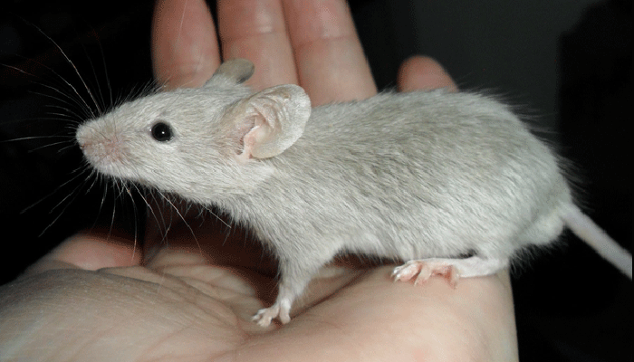 Сколько должны жить домашние мыши?