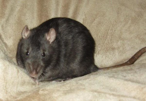 Необычная и загадочная лысая крыса «сфинкс»