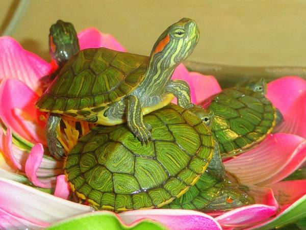 Как выбрать ультрафиолетовую (уф) лампу для красноухих черепах и других рептилий