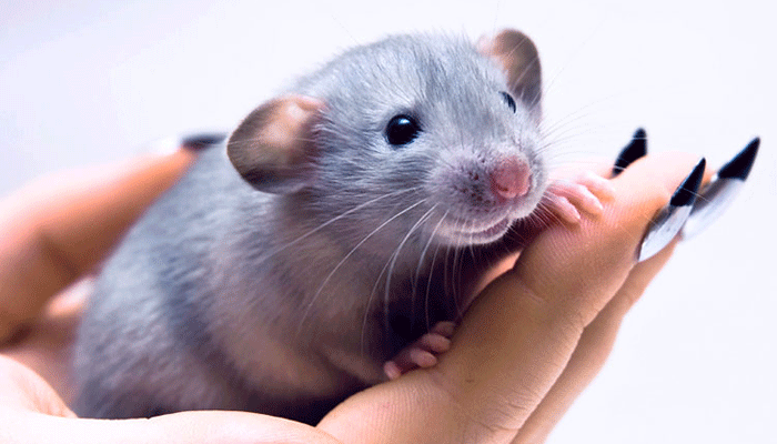 Декоративная крыса дамбо: описание различных пород и особенности ухода
