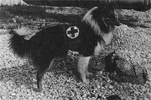 Собаки-герои великой отечественной войны