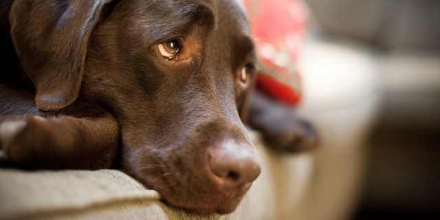 Пиодермия у собак: причины, симптомы и лечение
