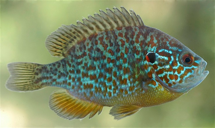 Аквариумная рыба стеклянный окунь: описание, содержание и разведение