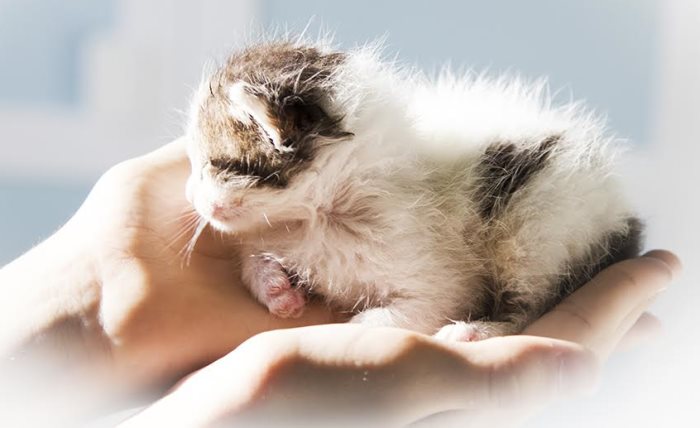 Видеть во сне котят: что значит по соннику?