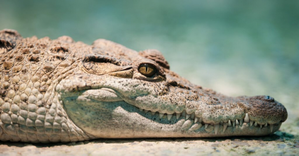 Самое редкое животное - филиппинский крокодил