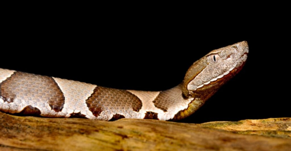 Как выглядит медноголовая змея