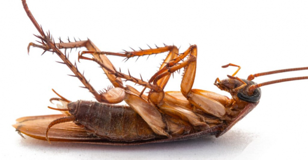 Убивает ли отбеливатель тараканов - мертвый таракан