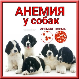 Иммунная опосредованная гемолитическая анемия у собак - советы для домашних животных - 2020