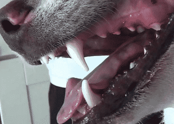 Как остановить кровотечение у собаки из когтя в домашних условиях