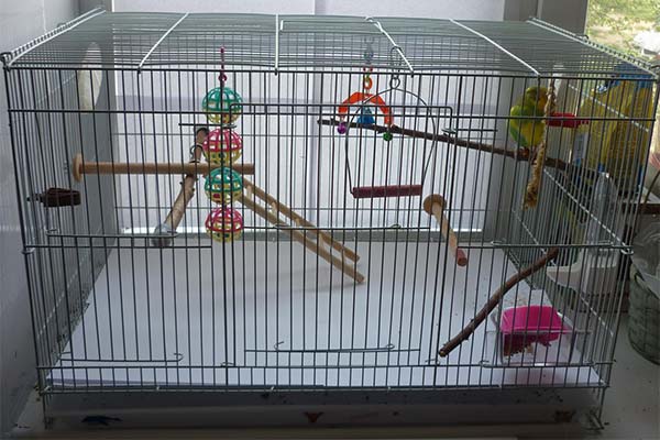 Клетки для волнистых попугаев: выбор, обустройство, установка и уход