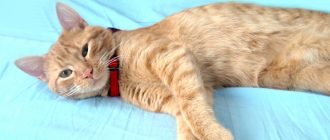 Чем опасен токсоплазмоз у кошек для животных и людей