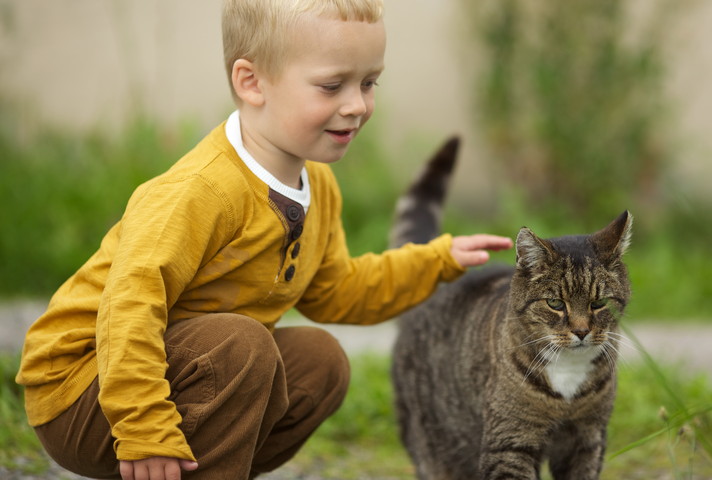 Рекомендации любителям животных: стоит ли заводить котёнка или кошку