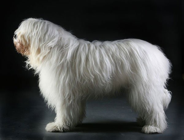 Характеристика собак породы южнорусская овчарка с отзывами и фото
