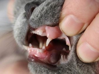 Когда у котят выпадают молочные зубы, почему взрослая кошка их теряет и что с этим делать?