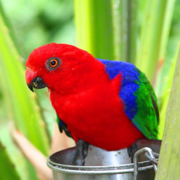 Австралийский королевский попугай