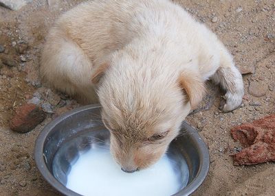 Можно ли давать молоко собакам и как правильно это делать?